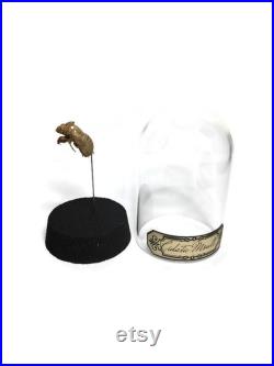 globe, curiosité, mue de cigale, insecte globe, curiosité, mue de cigale, insecte