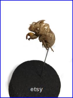 globe, curiosité, mue de cigale, insecte globe, curiosité, mue de cigale, insecte