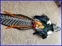 lady Amherst pheasant pelt