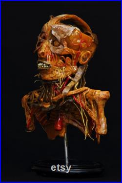 modèle anatomique buste écorché cabinet de curiosité en cire taxidermy wax anatomical modèle anatomique buste écorché cabinet de curiosité en cire taxidermy wax anatomical
