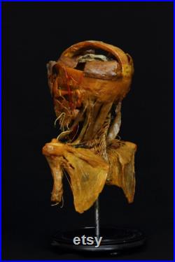 modèle anatomique buste écorché cabinet de curiosité en cire taxidermy wax anatomical modèle anatomique buste écorché cabinet de curiosité en cire taxidermy wax anatomical