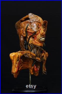 modèle anatomique buste écorché cabinet de curiosité en cire taxidermy wax anatomical modèle anatomique buste écorché cabinet de curiosité en cire taxidermy wax anatomical