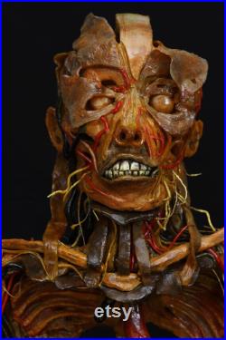 modèle anatomique buste écorché cabinet de curiosité en cire taxidermy wax anatomical modèle anatomique buste écorché cabinet de curiosité en cire taxidermy wax anatomical