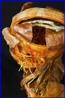 modèle anatomique buste écorché cabinet de curiosité en cire taxidermy wax anatomical modèle anatomique buste écorché cabinet de curiosité en cire taxidermy wax anatomical