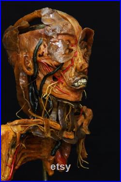 modèle anatomique buste écorché cabinet de curiosité en cire taxidermy wax anatomical modèle anatomique buste écorché cabinet de curiosité en cire taxidermy wax anatomical