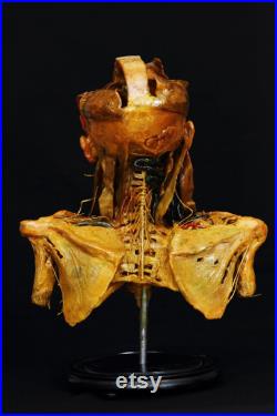 modèle anatomique buste écorché cabinet de curiosité en cire taxidermy wax anatomical modèle anatomique buste écorché cabinet de curiosité en cire taxidermy wax anatomical