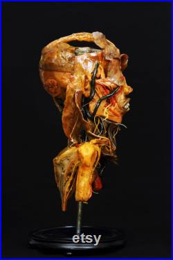 modèle anatomique buste écorché cabinet de curiosité en cire taxidermy wax anatomical modèle anatomique buste écorché cabinet de curiosité en cire taxidermy wax anatomical