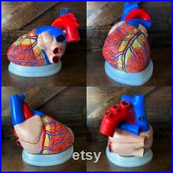 modèle anatomique vintage de coeur, modèle grand coeur, détails impairs et curiosités, modèle biologique
