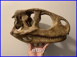 réplique crane dinosaure Rugops primus 40 cm museum quality réplique crane dinosaure Rugops primus 40 cm museum quality