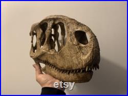réplique crane dinosaure Rugops primus 40 cm museum quality