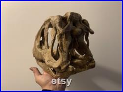 réplique crane dinosaure Rugops primus 40 cm museum quality