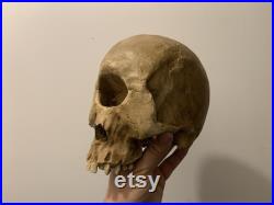 réplique de crane de cyclope Oddities Cabinet de curiosités