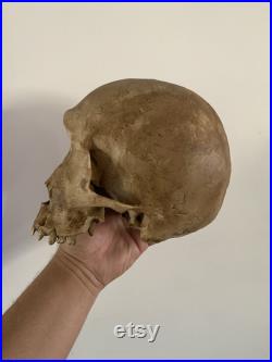 réplique de crane de cyclope Oddities Cabinet de curiosités