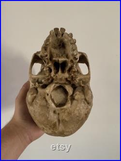 réplique de crane de cyclope Oddities Cabinet de curiosités