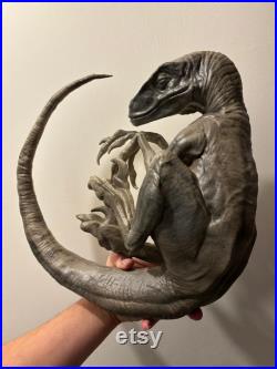 reproduction de Velociraptor endormi de 40 cm de diamètre