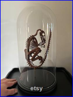 squelette de bébé velociraptor sous globe de 40 cm
