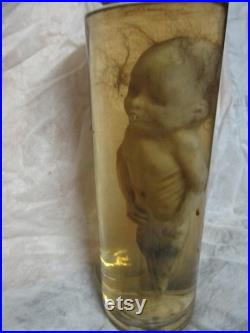 taxidermie cabinet de curiosité foetus sirène formaldéhyde taxidermy mermaid oddities