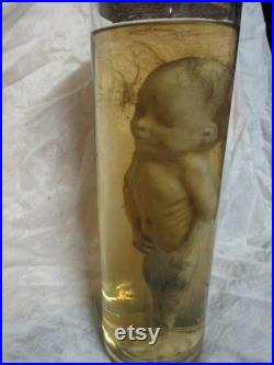 taxidermie cabinet de curiosité foetus sirène formaldéhyde taxidermy mermaid oddities