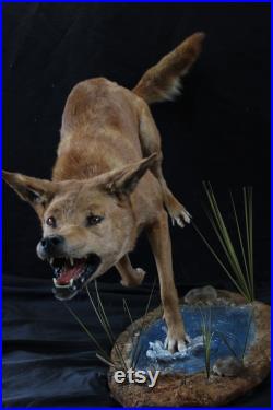 taxidermie dingo chien sauvage australien chien taxidermy dingo curiosité