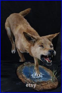taxidermie dingo chien sauvage australien chien taxidermy dingo curiosité