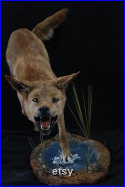 taxidermie dingo chien sauvage australien chien taxidermy dingo curiosité
