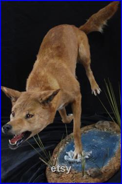 taxidermie dingo chien sauvage australien chien taxidermy dingo curiosité