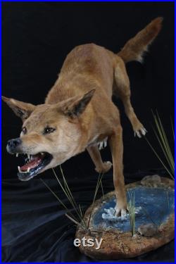 taxidermie dingo chien sauvage australien chien taxidermy dingo curiosité