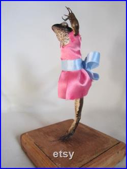 taxidermie grenouille danseuse étoile taxidermy frog dancing ballerine curiosité oditties