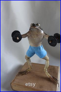 taxidermie grenouille haltère musculation taxidermy 'haltérophilie frog curiosité oditties