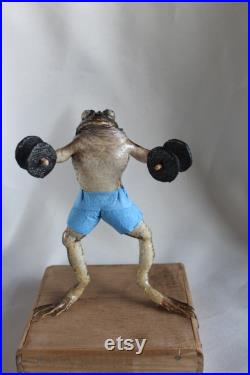 taxidermie grenouille haltère musculation taxidermy 'haltérophilie frog curiosité oditties