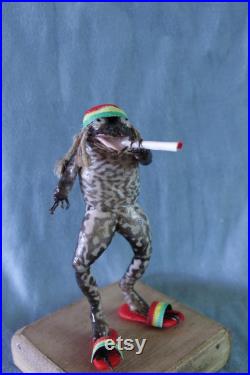 taxidermie grenouille rasta taxidermy frog rasta curiosité oditties taxidermie grenouille rasta taxidermy frog rasta curiosité oditties