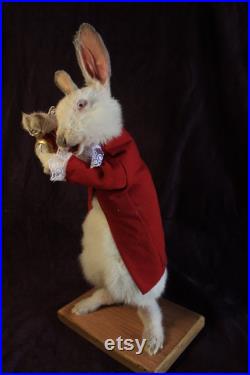 taxidermie lapin conte montre a gousset rongeur taxidermy rabbit curiosité oditties