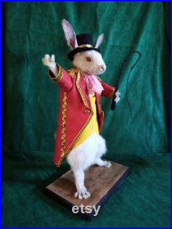 taxidermie lapin loyal cirque maitre de piste rongeur taxidermy rabbit curiosité oditties circus