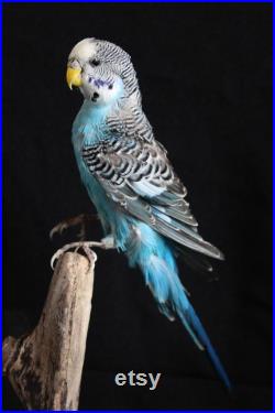 taxidermie oiseaux perruche bleu empaillé naturalisé taxidermy bird curiosité