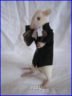 taxidermie rat juriste taxidermy rat curiosité oditties