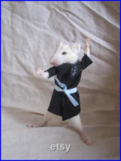 taxidermie rat kimono taxidermy rat cabinet de curiosité odditties