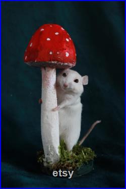 taxidermie rat mouse champignon taxidermy rat mushroom curiosité oditties