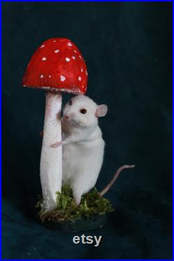 taxidermie rat mouse champignon taxidermy rat mushroom curiosité oditties