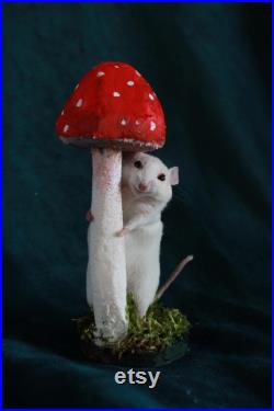 taxidermie rat mouse champignon taxidermy rat mushroom curiosité oditties