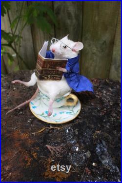 taxidermie rat mouse lecteur tasse de thé taxidermy rat reader curiosité oditties