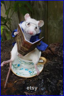 taxidermie rat mouse lecteur tasse de thé taxidermy rat reader curiosité oditties