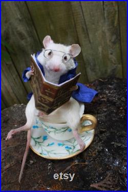 taxidermie rat mouse lecteur tasse de thé taxidermy rat reader curiosité oditties