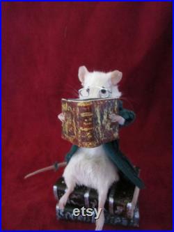 taxidermie rat mouse lectrice taxidermy rat bibliothéque curiosité oditties