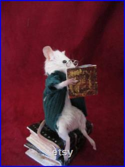 taxidermie rat mouse lectrice taxidermy rat bibliothéque curiosité oditties