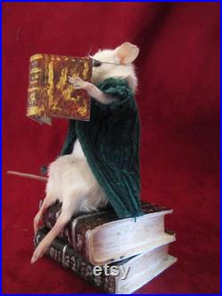 taxidermie rat mouse lectrice taxidermy rat bibliothéque curiosité oditties