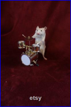 taxidermie souris batteur taxidermy mouse musicienne cabinet de curiosité