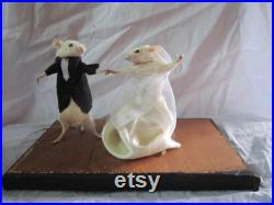 taxidermie souris mariée dansant taxidermy rat maried mouse cabinet de curiosité odditties