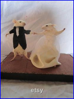 taxidermie souris mariée dansant taxidermy rat maried mouse cabinet de curiosité odditties