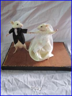 taxidermie souris mariée dansant taxidermy rat maried mouse cabinet de curiosité odditties