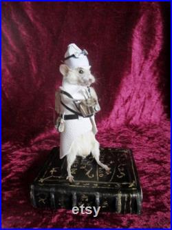 taxidermie souris reporter taxidermy mouse rat cabinet de curiosité